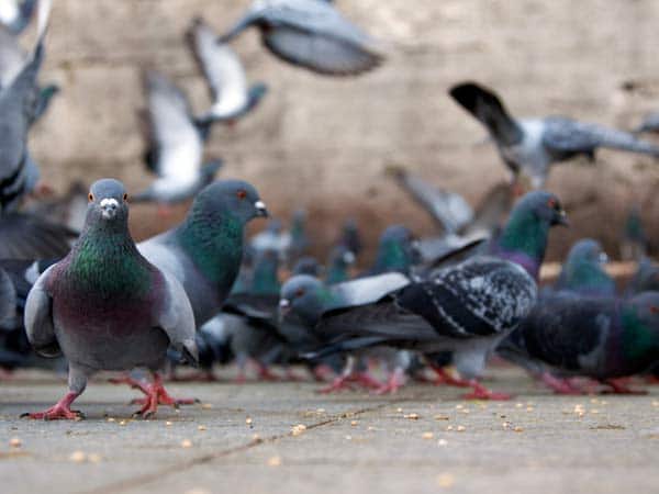 Dissuasori per piccioni Verona Brescia – Prodotti zootecnici